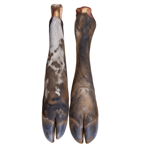 Ox Trotters Uncleaned Small Each